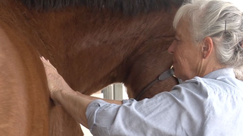 For ages people have been visiting massage therapists for relaxation and rehabilitation of sore muscles and it's not considered a medical procedure. But a masseuse who happens to work on horses is getting sued because some believe she needs a veterinary license to take clients. Cronkite News reporter <b>Shayne Dwyer</b> has the story.