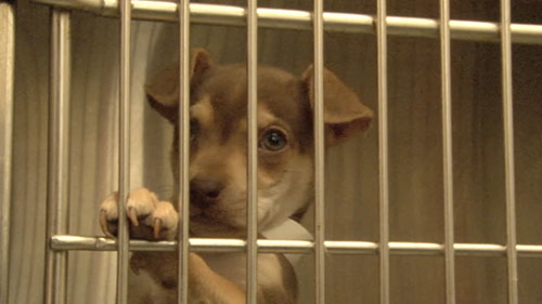 With shelters in Arizona facing an overabundance of chihuahuas and with many of the dogs facing euthanasia, groups sometimes turn to shipping them to states where there's a better chance of finding homes. Cronkite News reporter <b>Vivian Padilla</b> has the story.